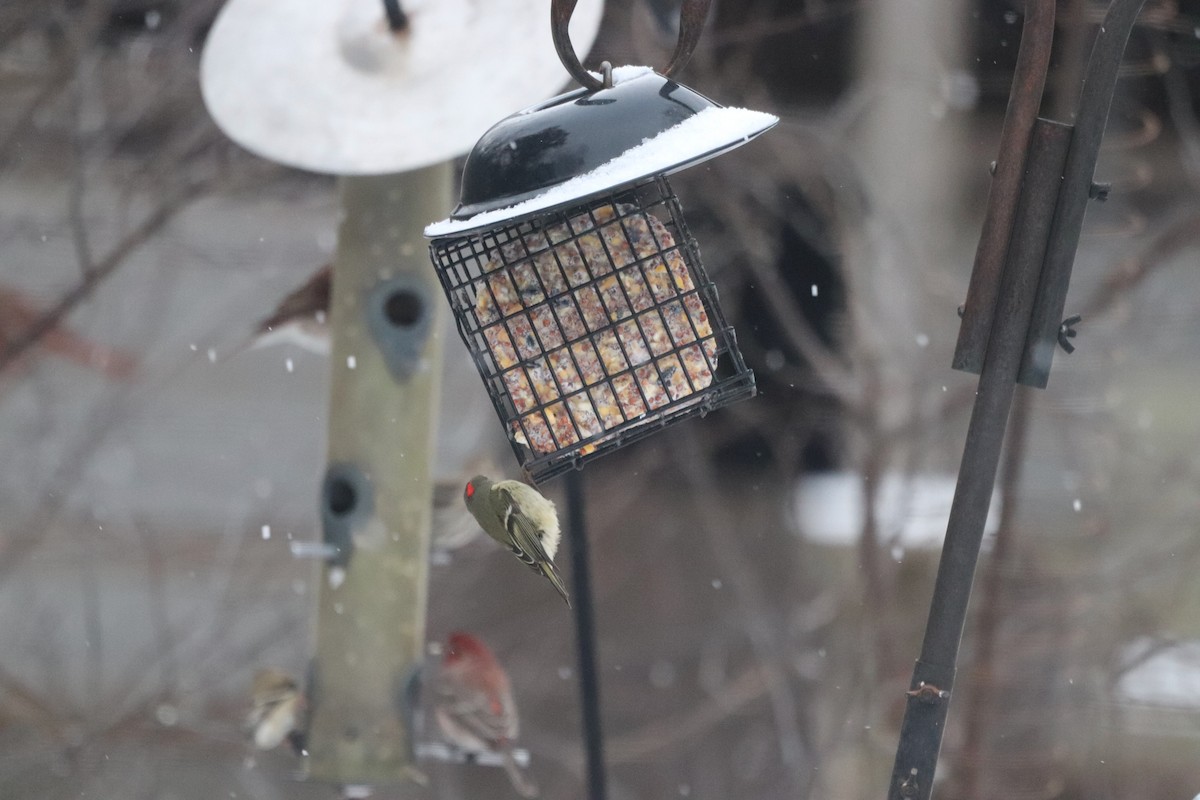 Ruby-crowned Kinglet - ML652343197