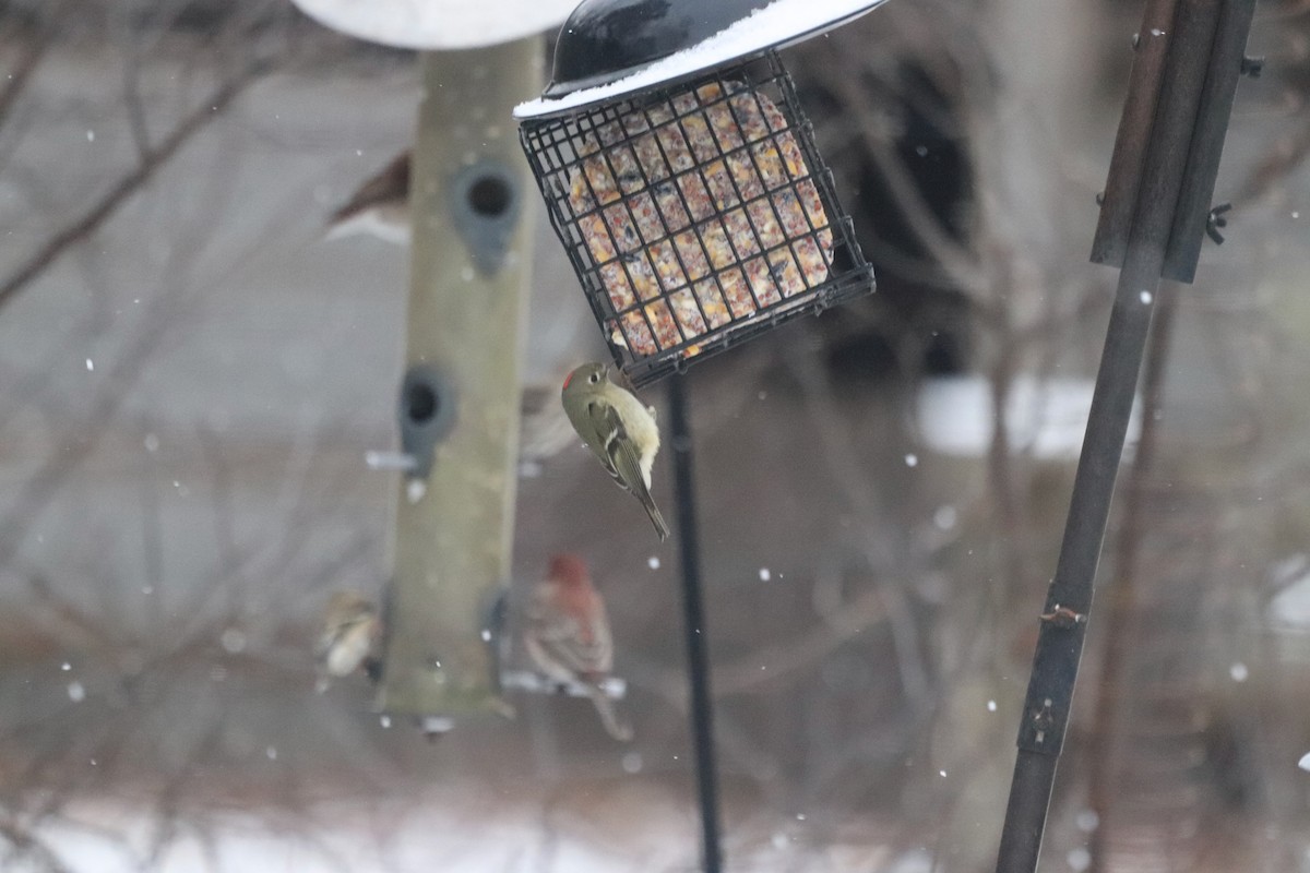 Ruby-crowned Kinglet - ML652343198