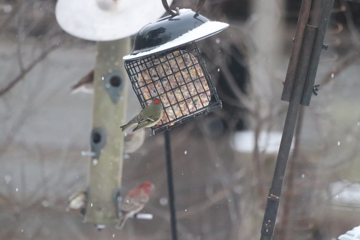 Ruby-crowned Kinglet - ML652343199