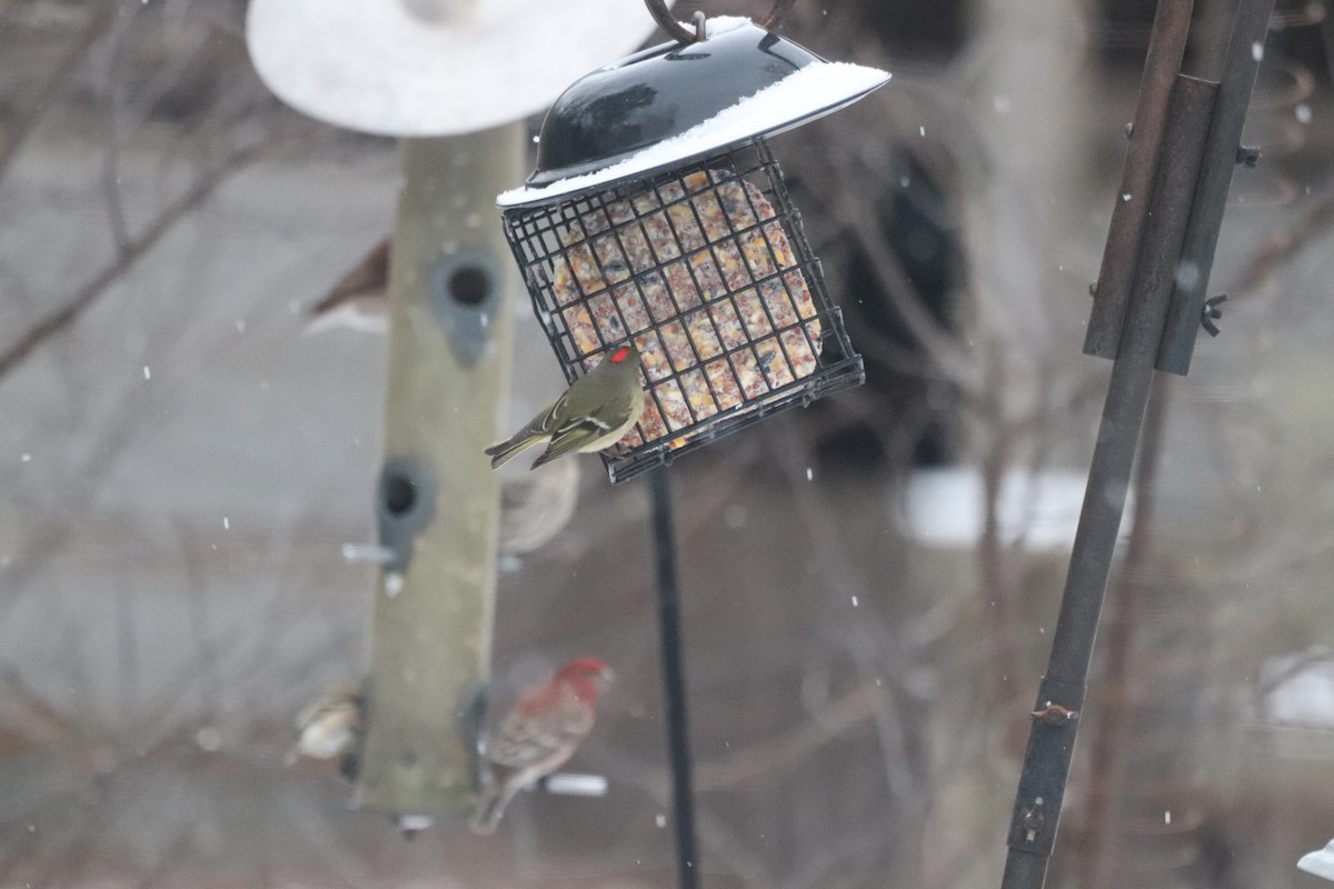 Ruby-crowned Kinglet - ML652343200