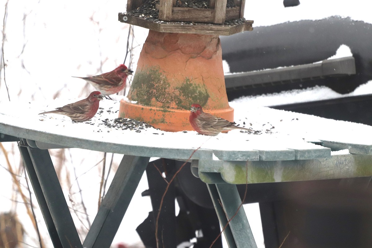 Burugorri arrunta - ML652343324