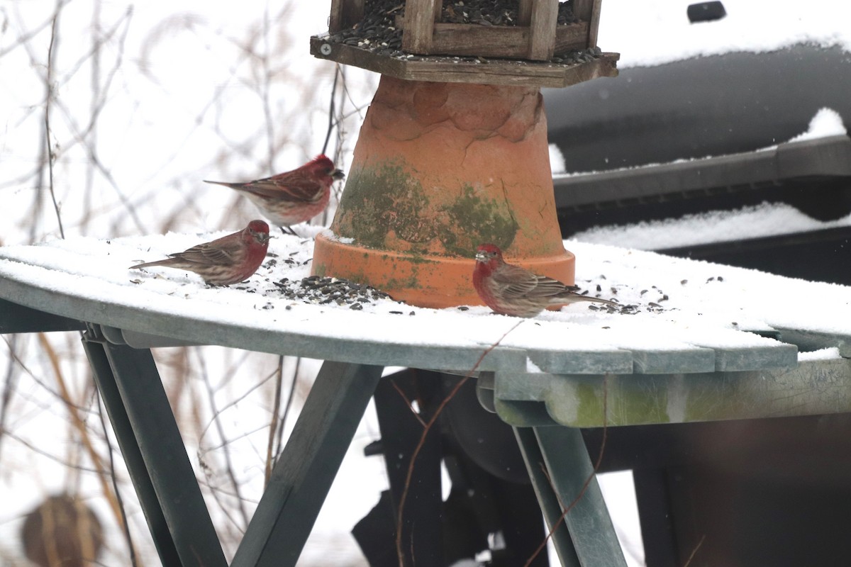 Burugorri arrunta - ML652343325