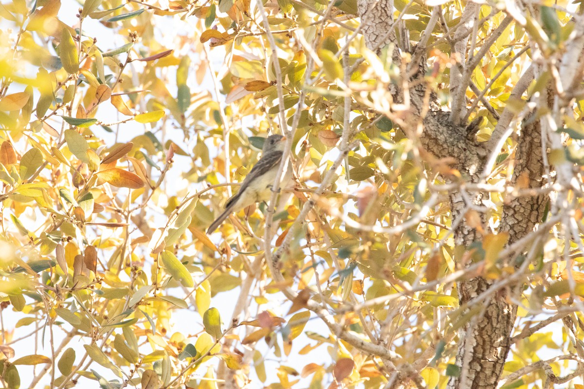 Greater Pewee - ML652343343