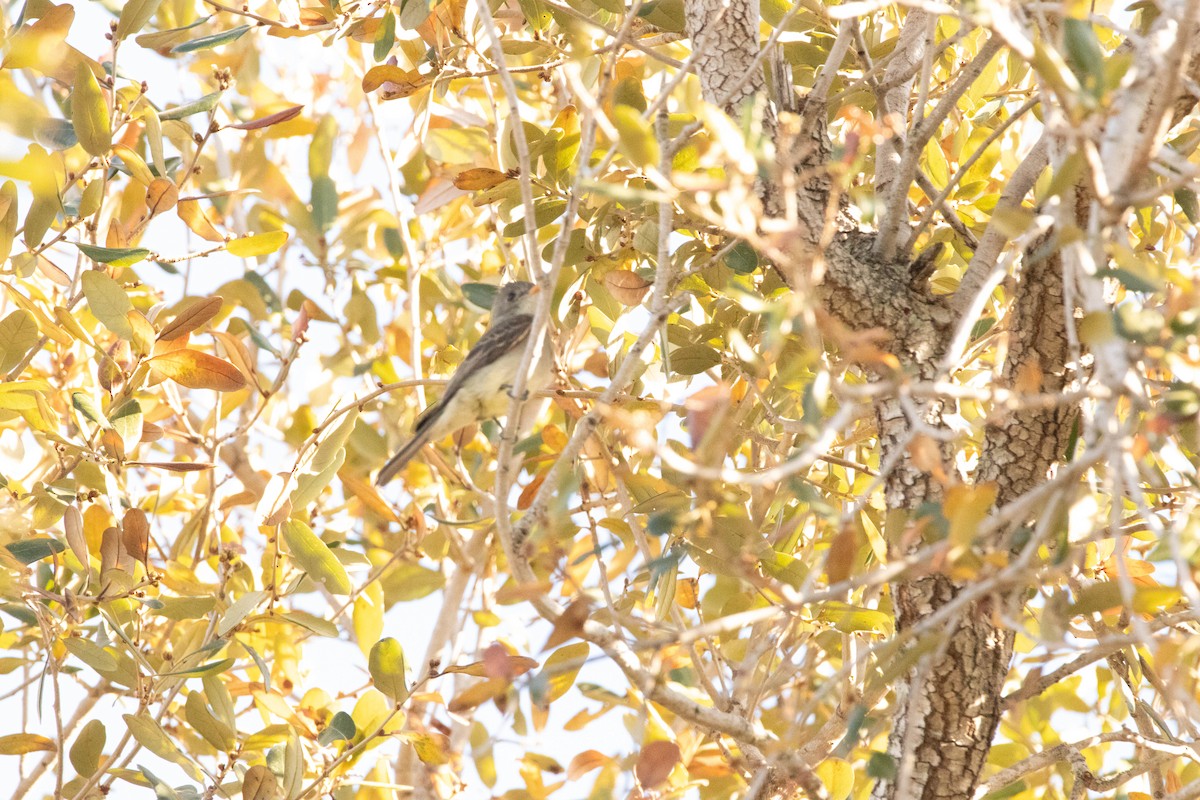 Greater Pewee - ML652343365