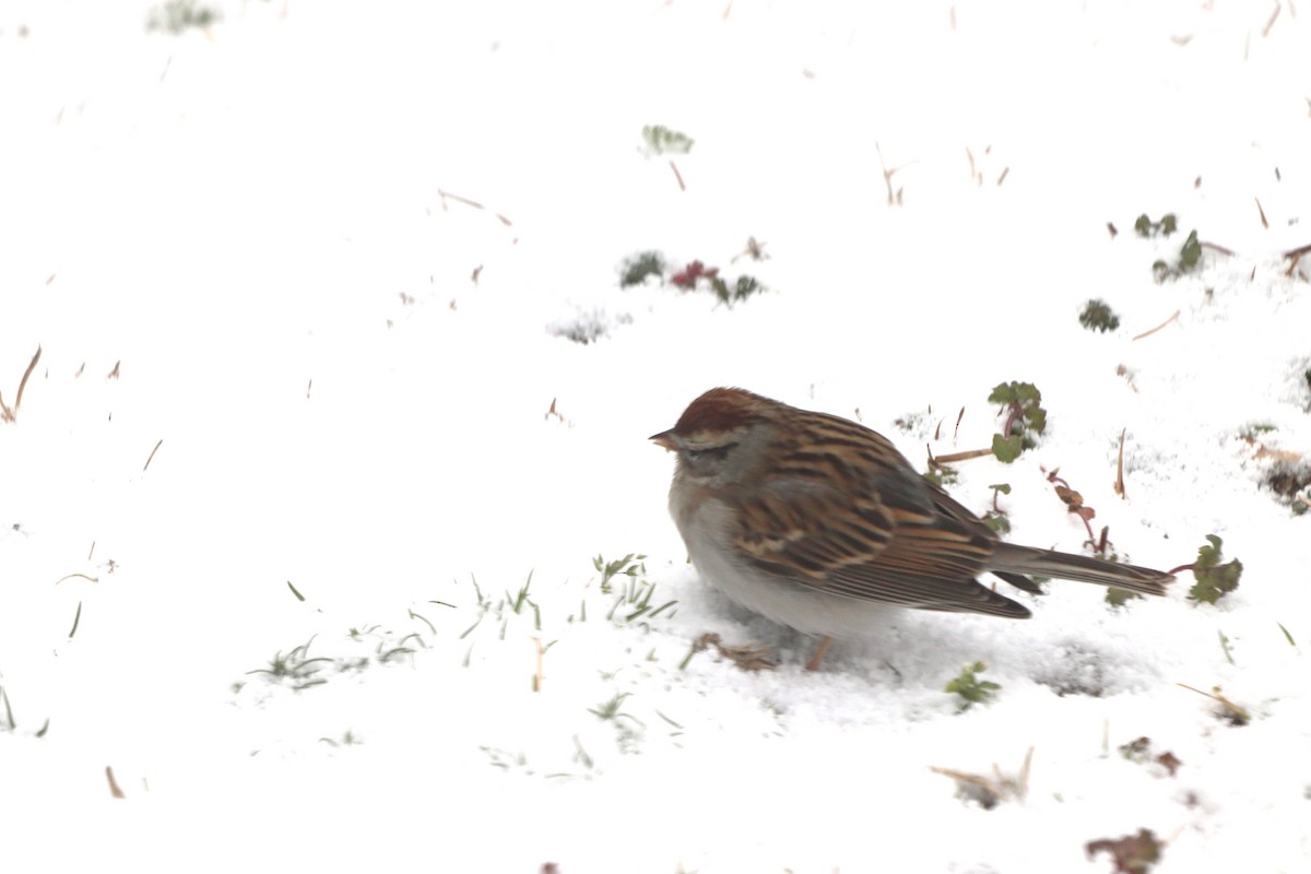 Chingolo Cejiblanco - ML652343418