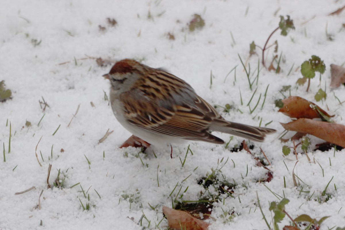 Chingolo Cejiblanco - ML652343419