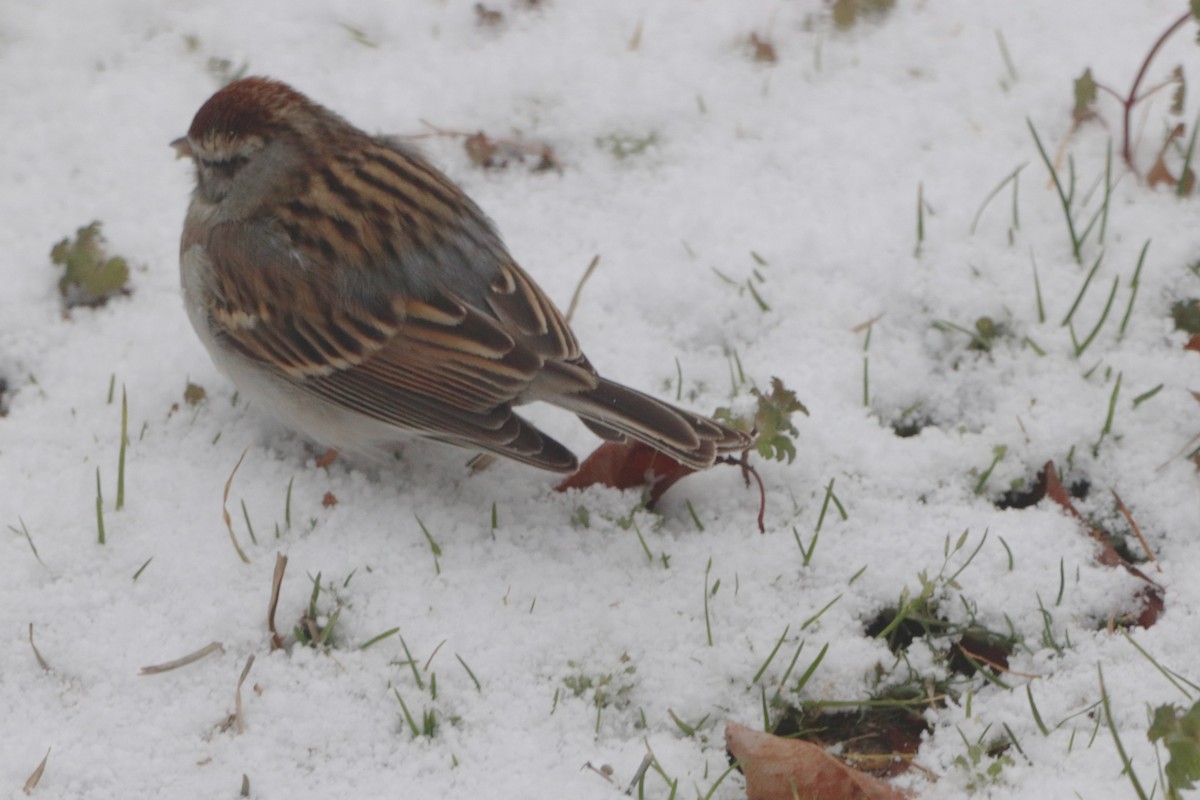 Chingolo Cejiblanco - ML652343421