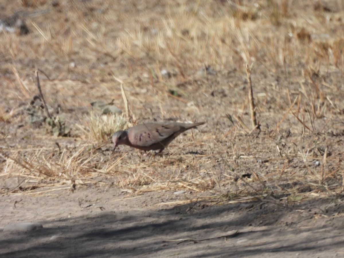 Common Ground Dove - ML652343527