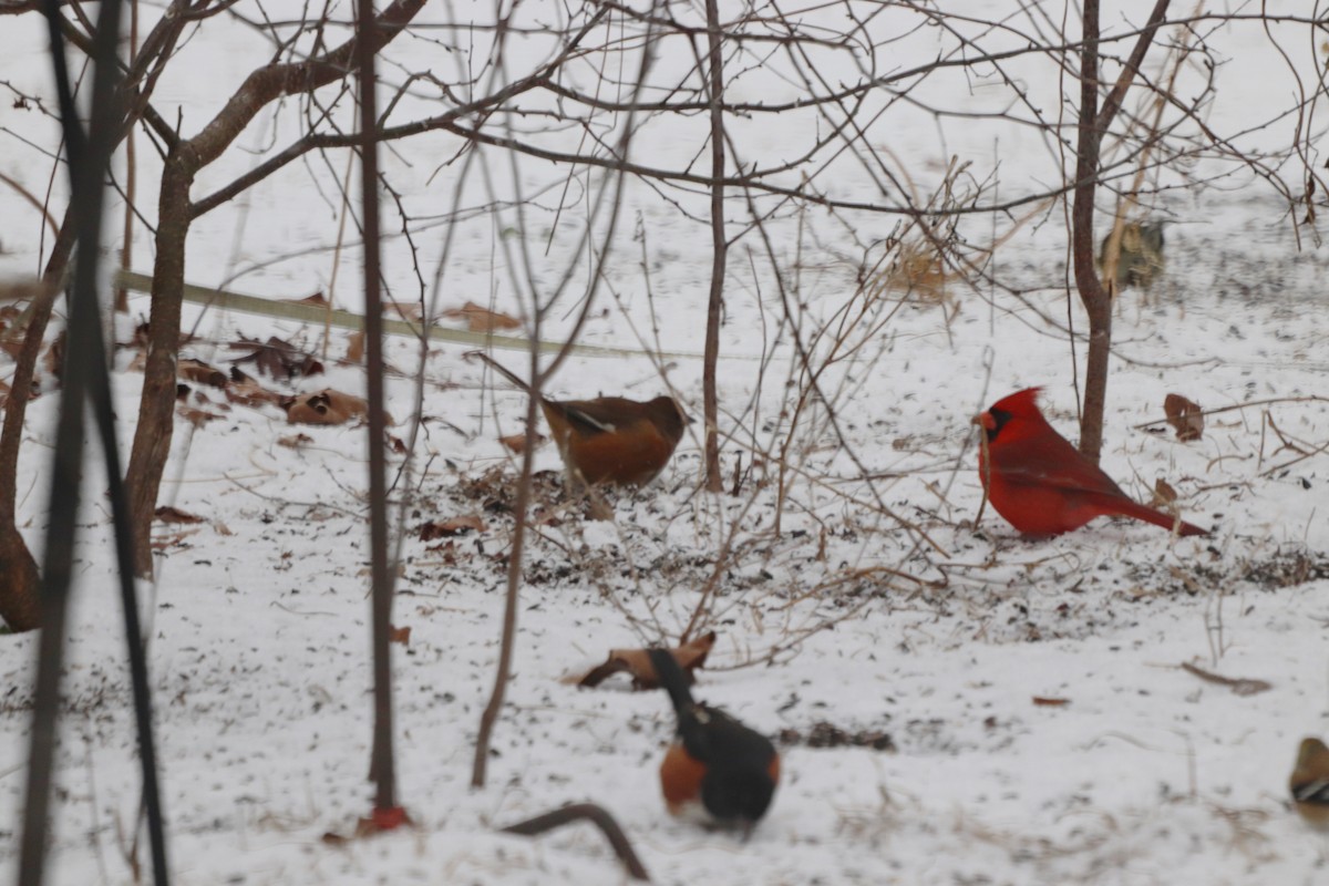 Красноглазый тохи - ML652343533