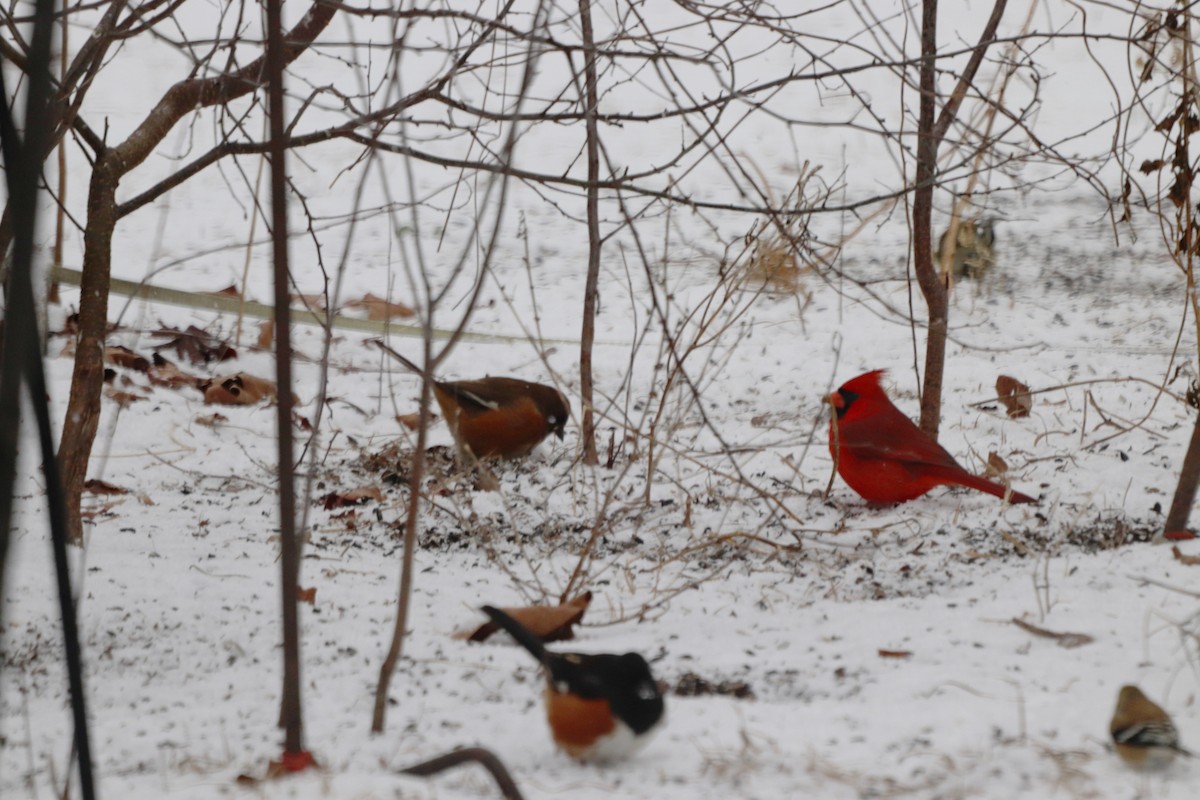 Красноглазый тохи - ML652343534