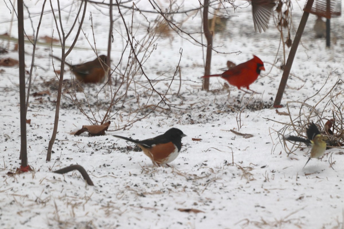 Красноглазый тохи - ML652343536