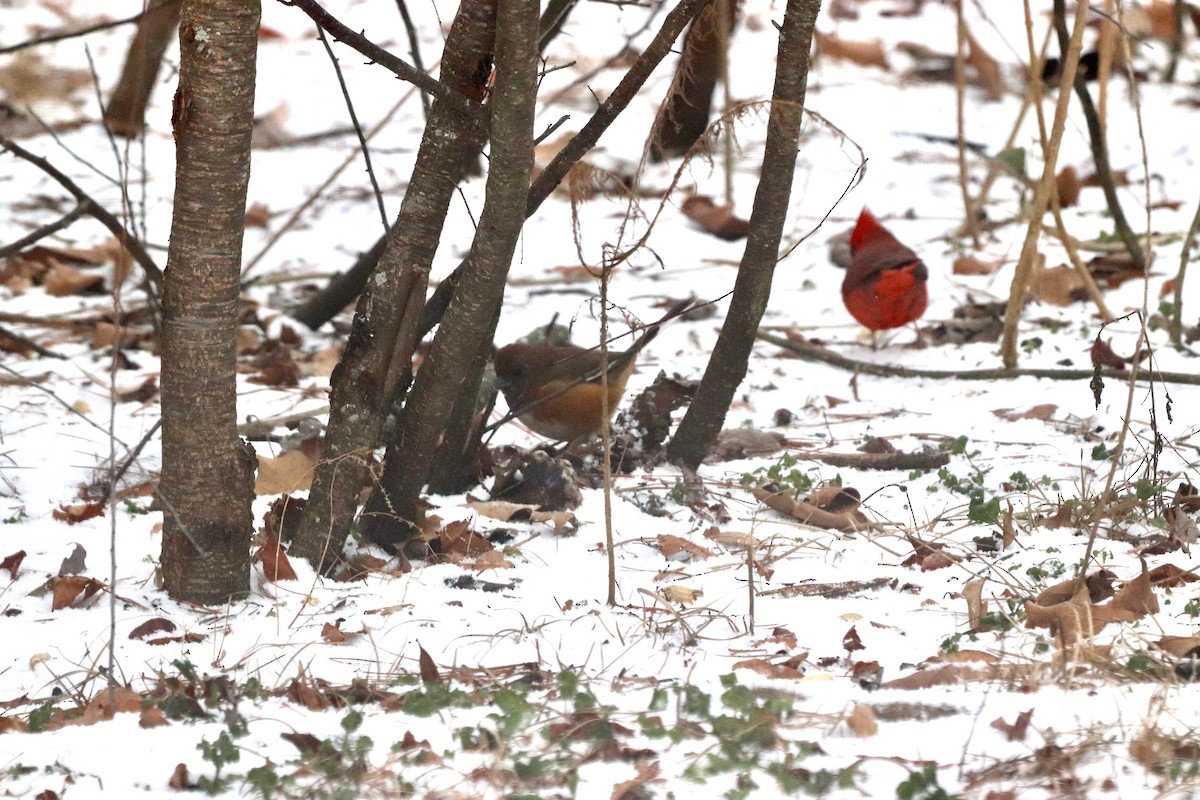 Красноглазый тохи - ML652343538