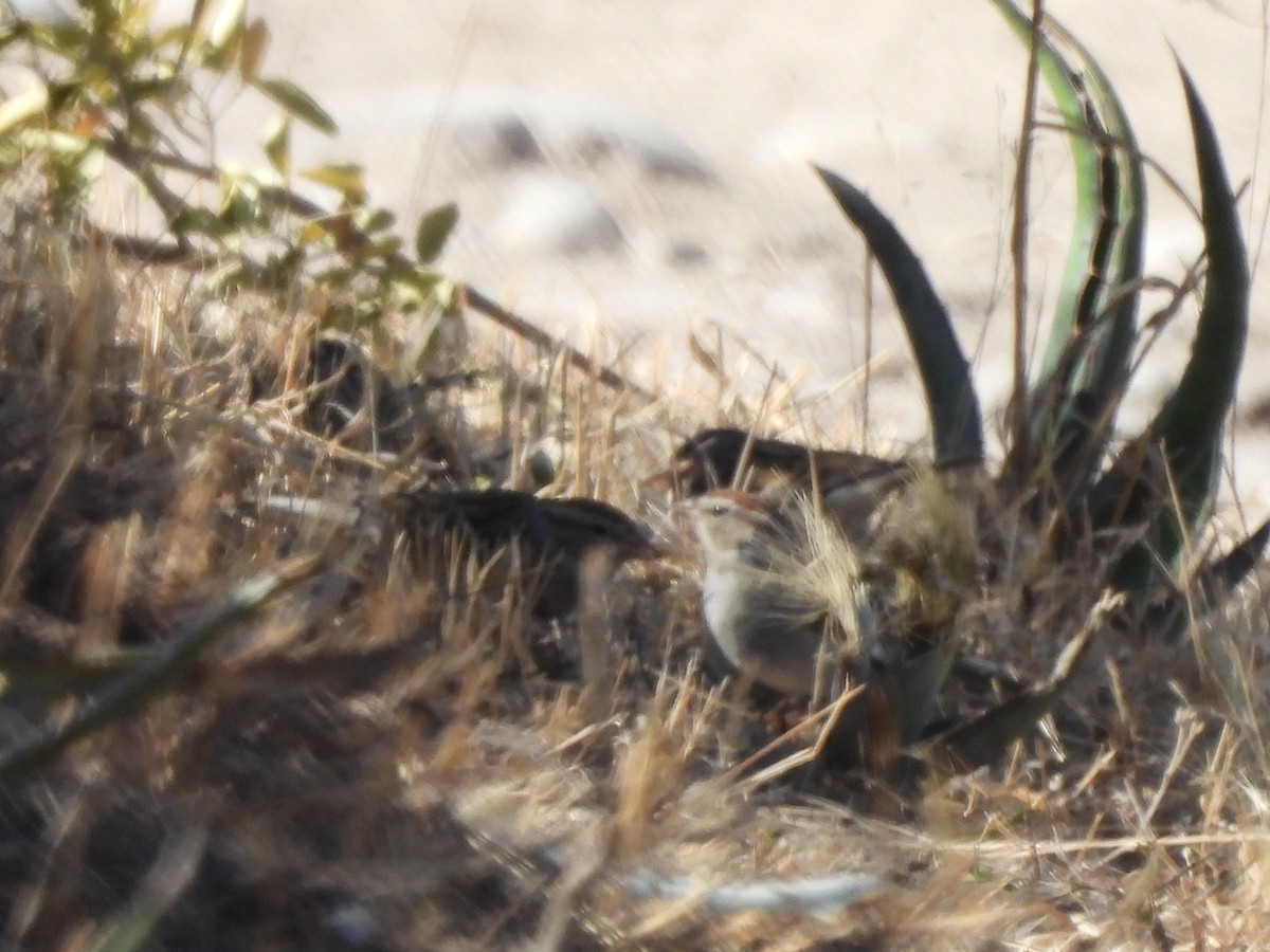 Chipping Sparrow - ML652343584