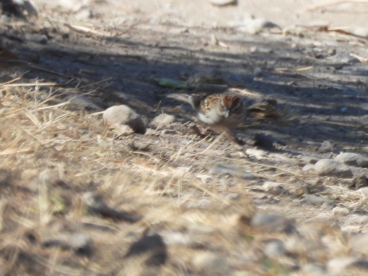 Chipping Sparrow - ML652343585