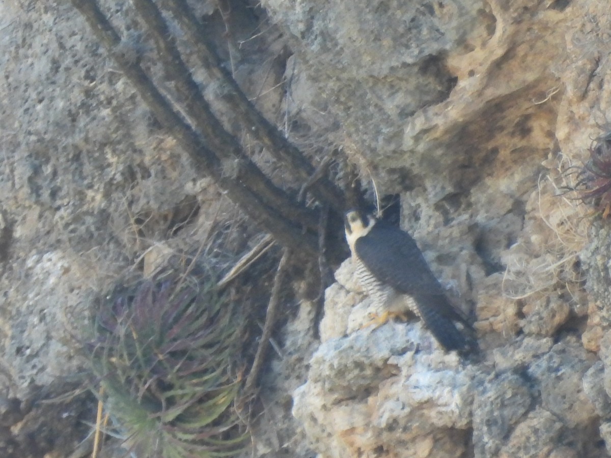 遊隼 - ML652343611