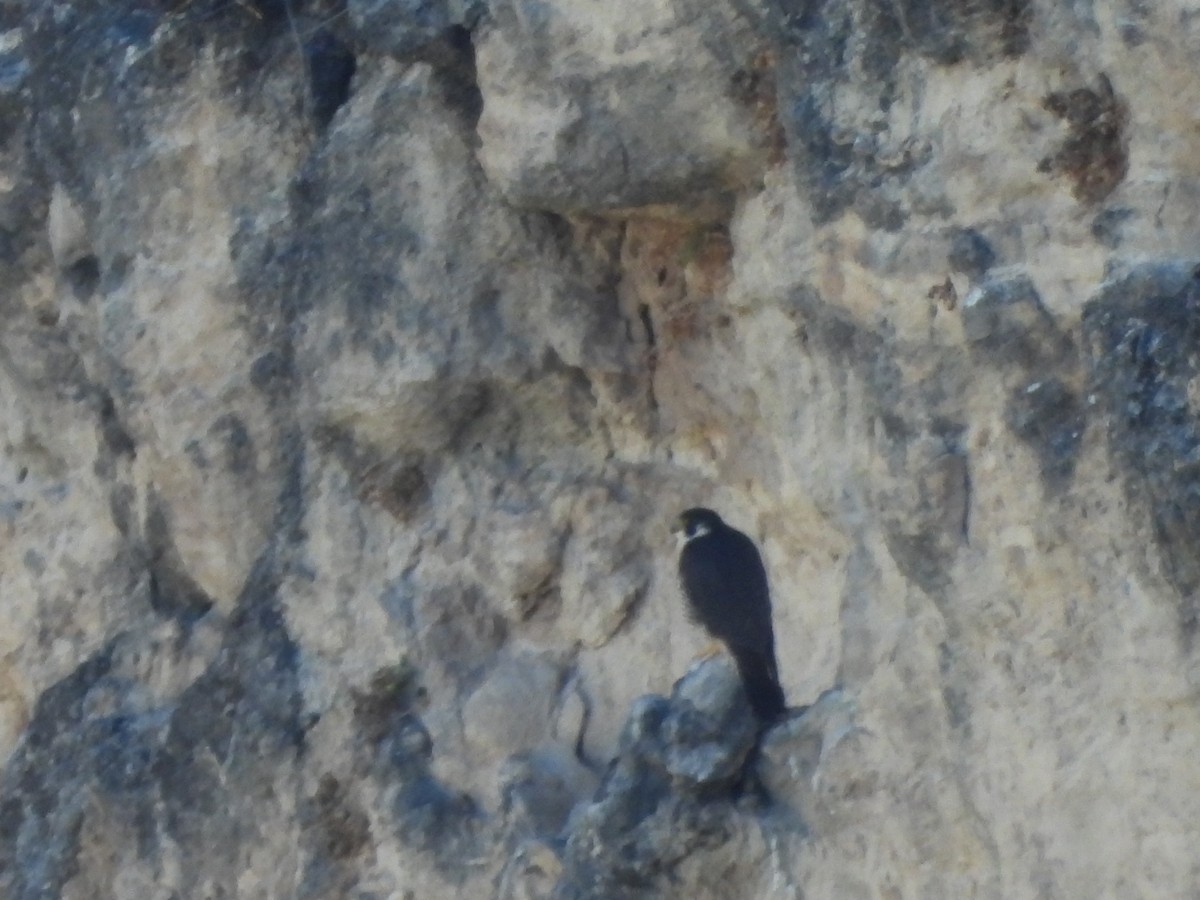 遊隼 - ML652343612