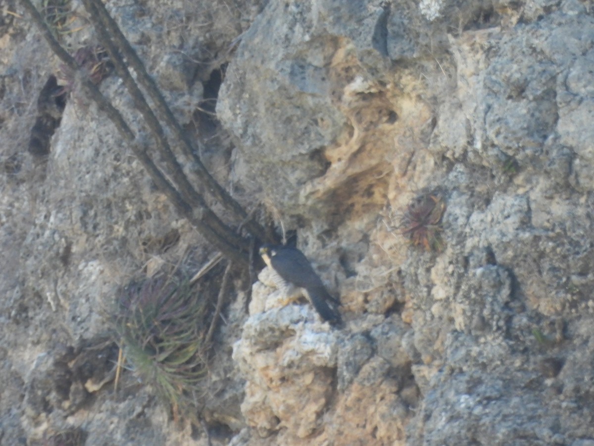 遊隼 - ML652343614