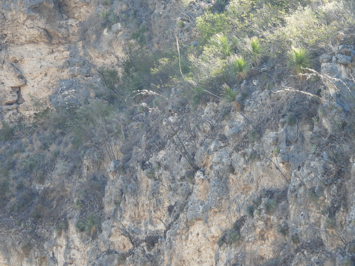 遊隼 - ML652343615