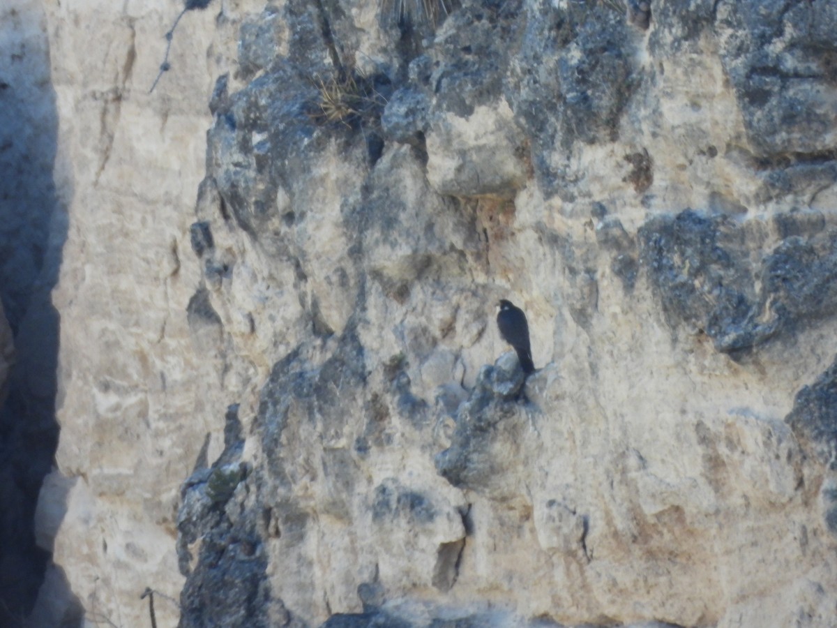 遊隼 - ML652343616