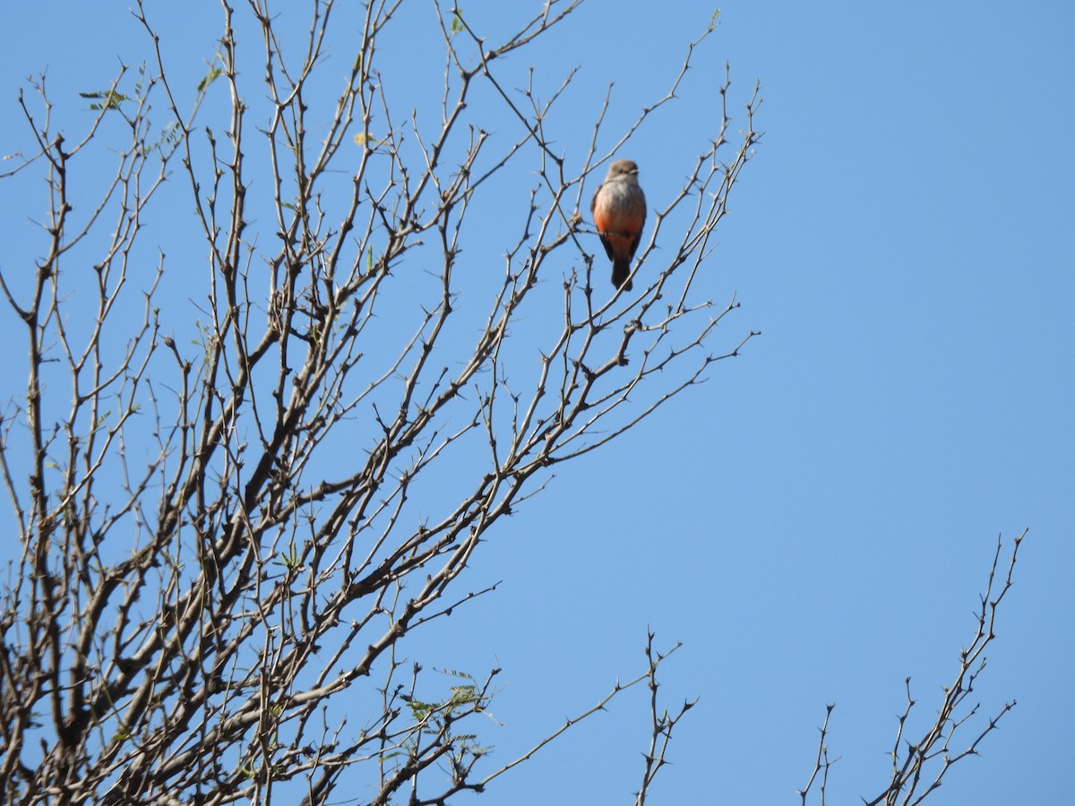 Vermilion Flycatcher - ML652343627