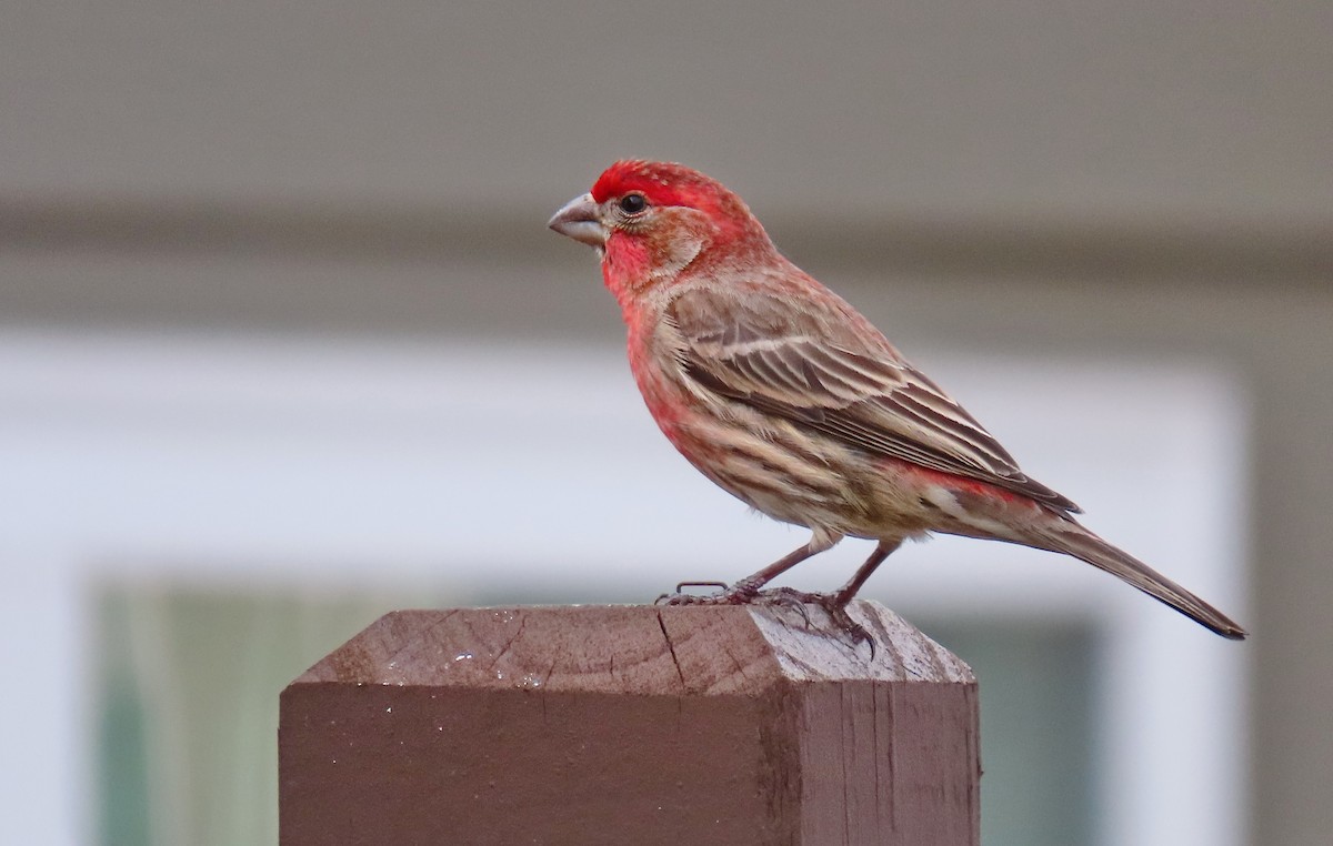 Burugorri arrunta - ML652343675