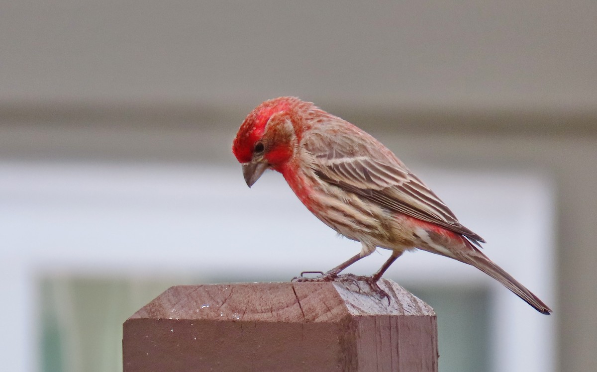 Burugorri arrunta - ML652343676