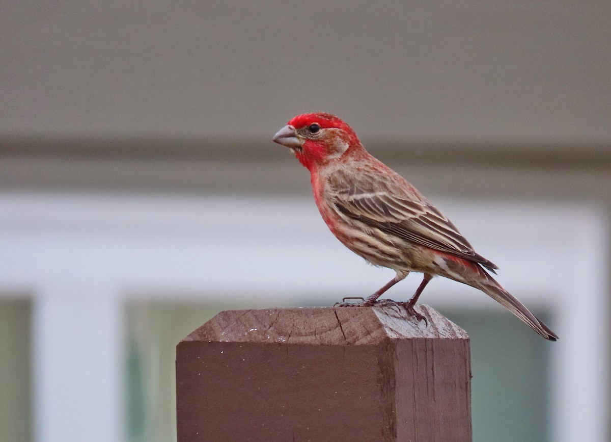 Burugorri arrunta - ML652343678