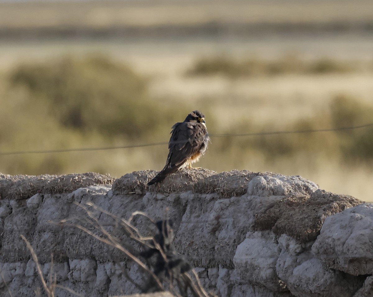 Aplomado Falcon - ML652343698