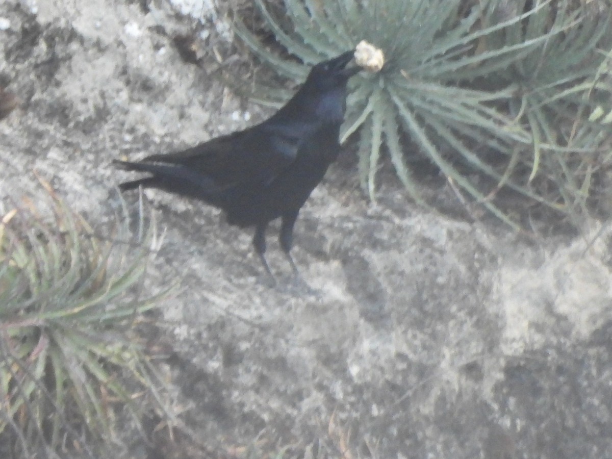 Common Raven - ML652343721