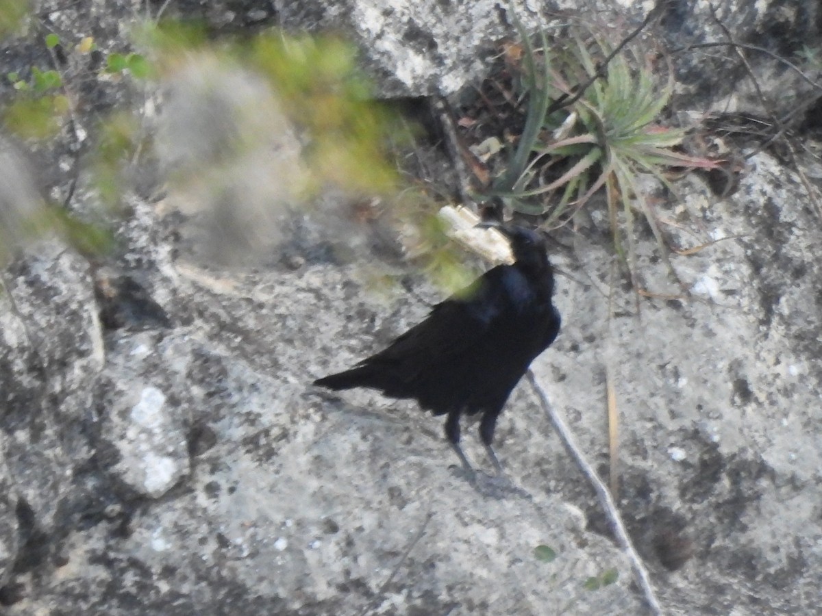 Common Raven - ML652343722