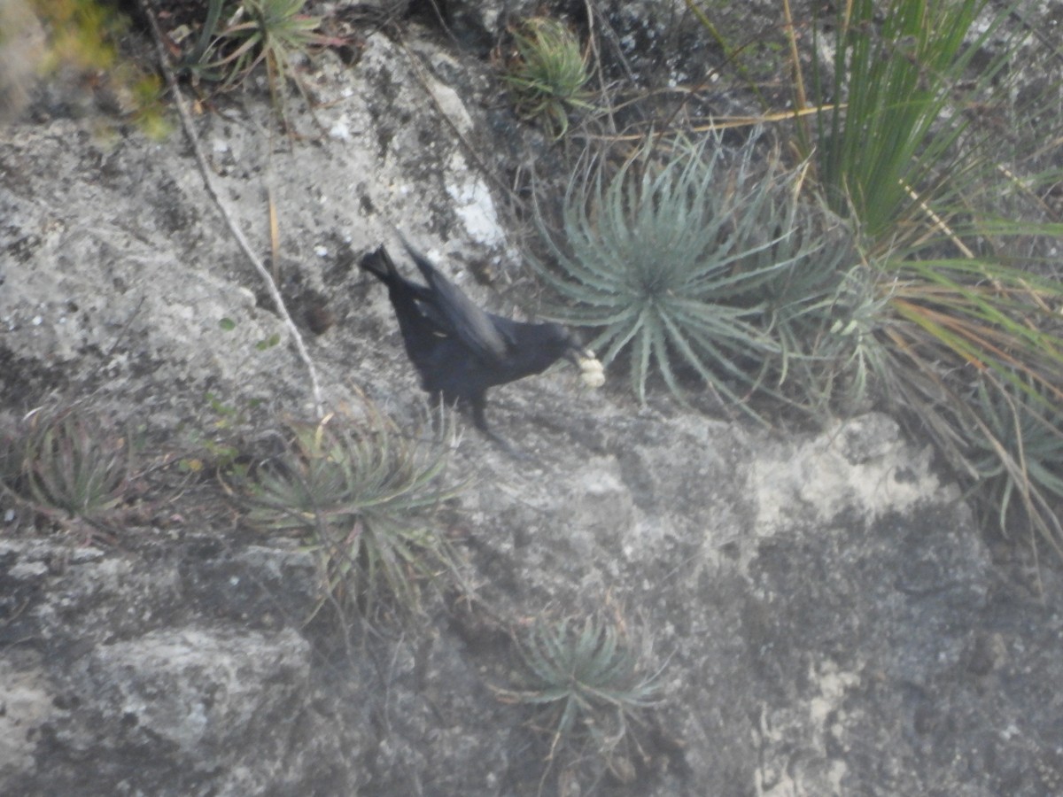 Common Raven - ML652343723