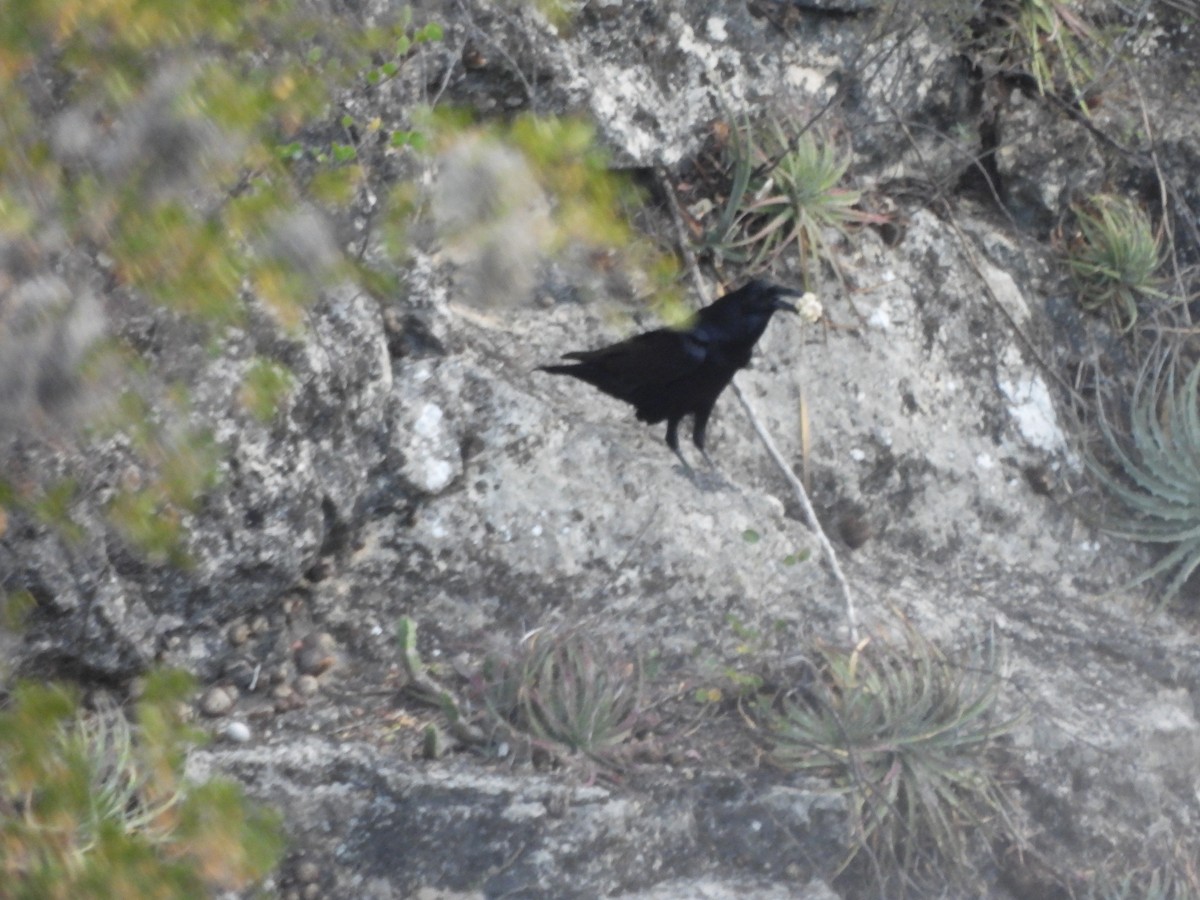 Common Raven - ML652343724