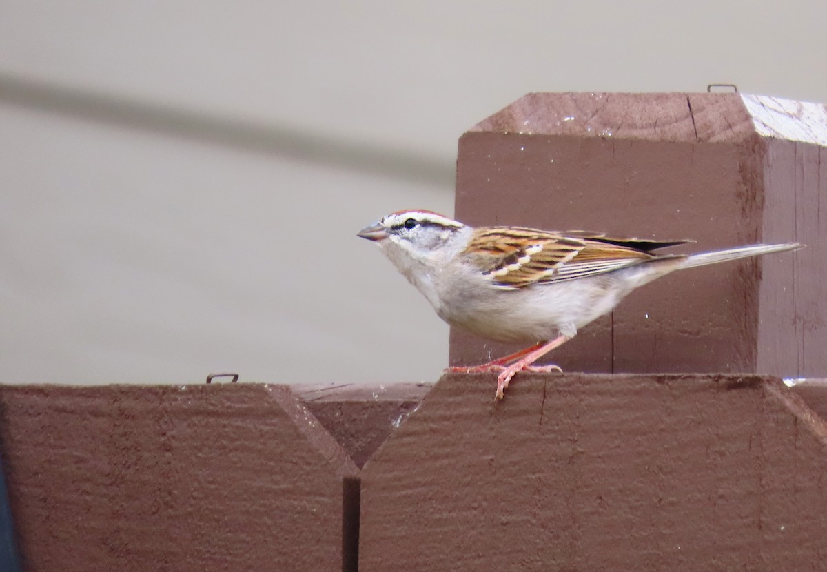 Chingolo Cejiblanco - ML652343737