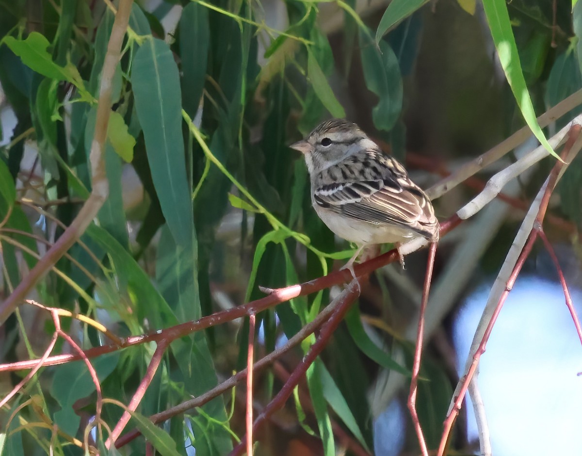 Chingolo Cejiblanco - ML652343954