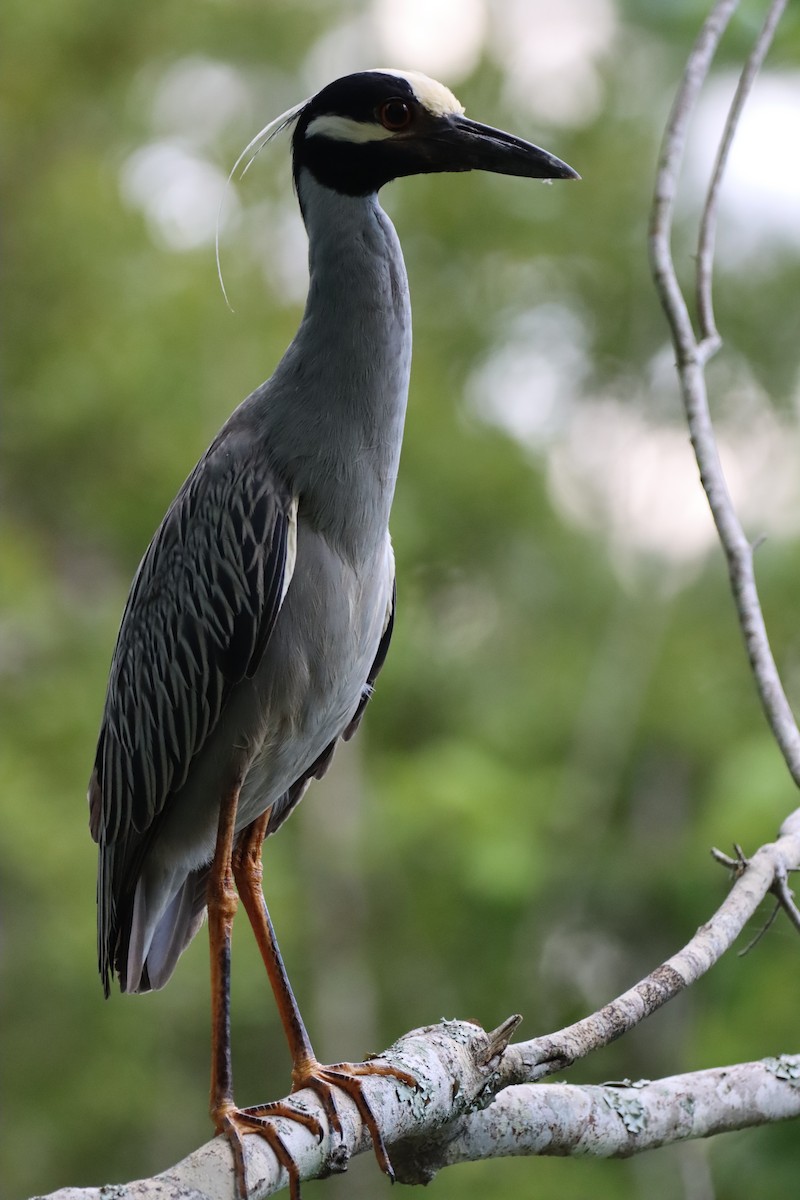 Yellow-crowned Night Heron - ML652344001