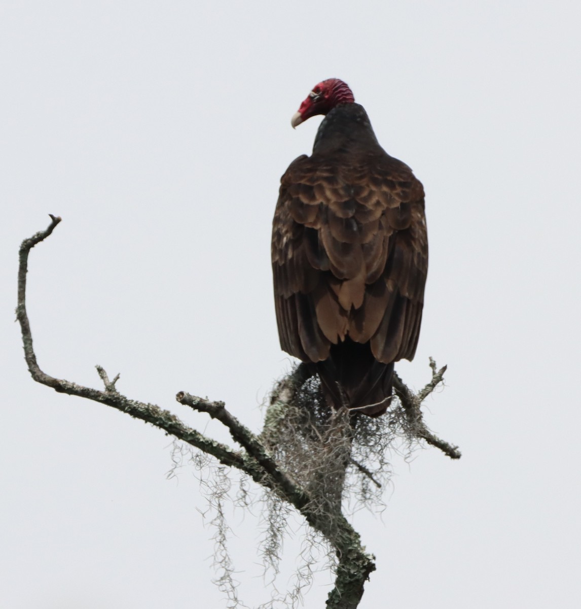 Turkey Vulture - ML652344028