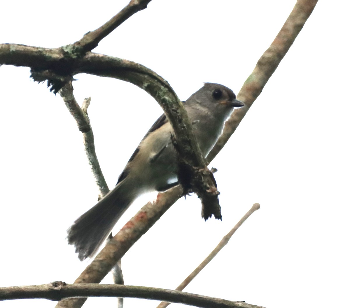 Tufted Titmouse - ML652344039
