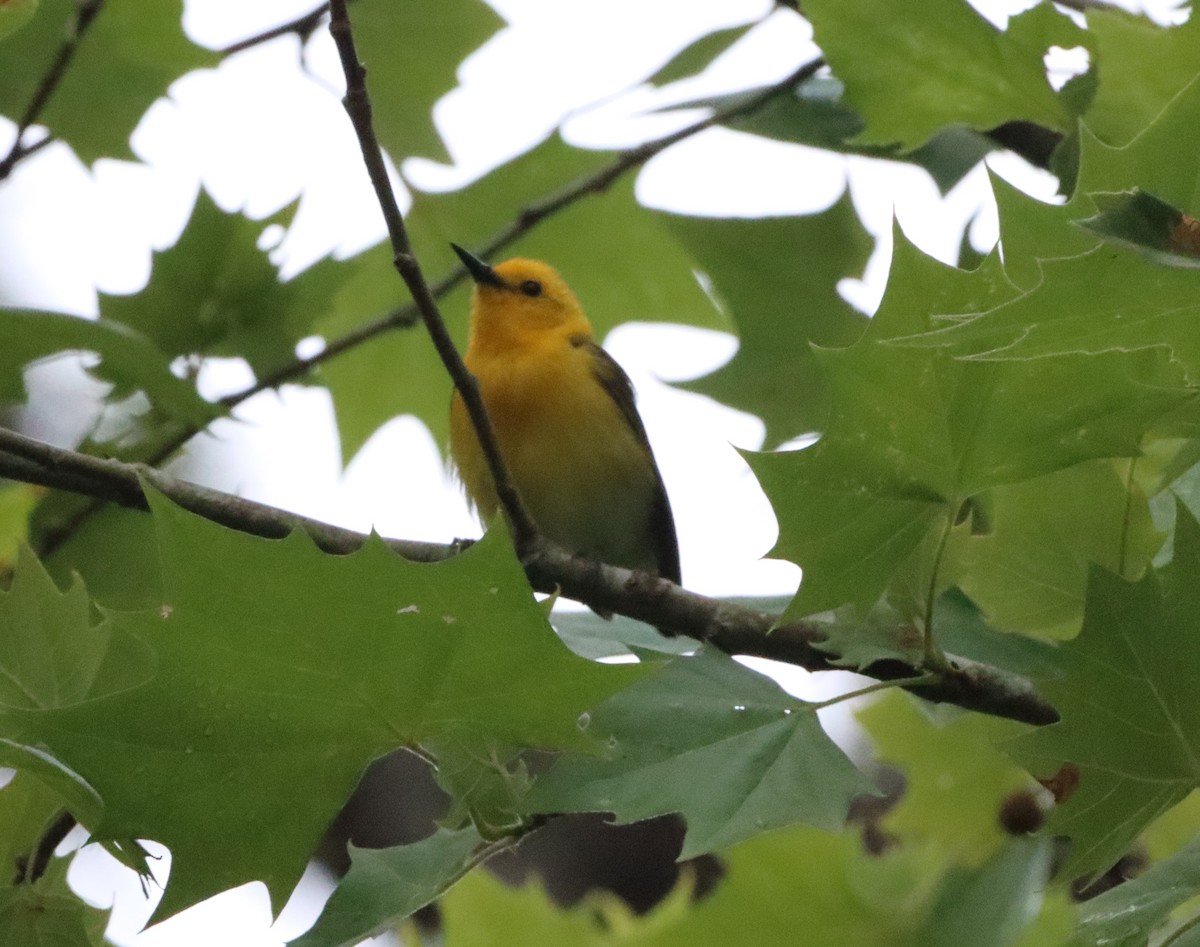 Prothonotary Warbler - ML652344057