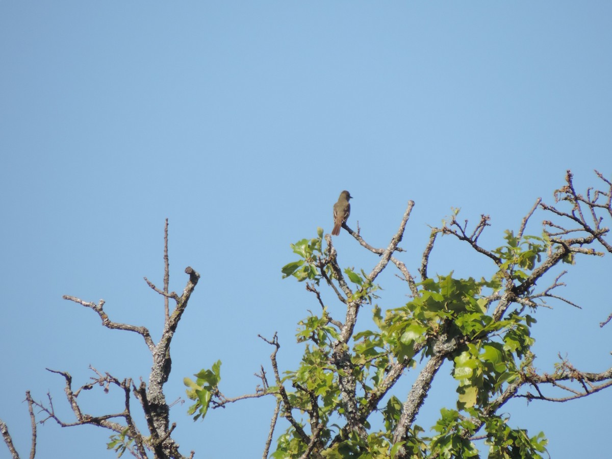 Doğulu Pivi - ML652344168