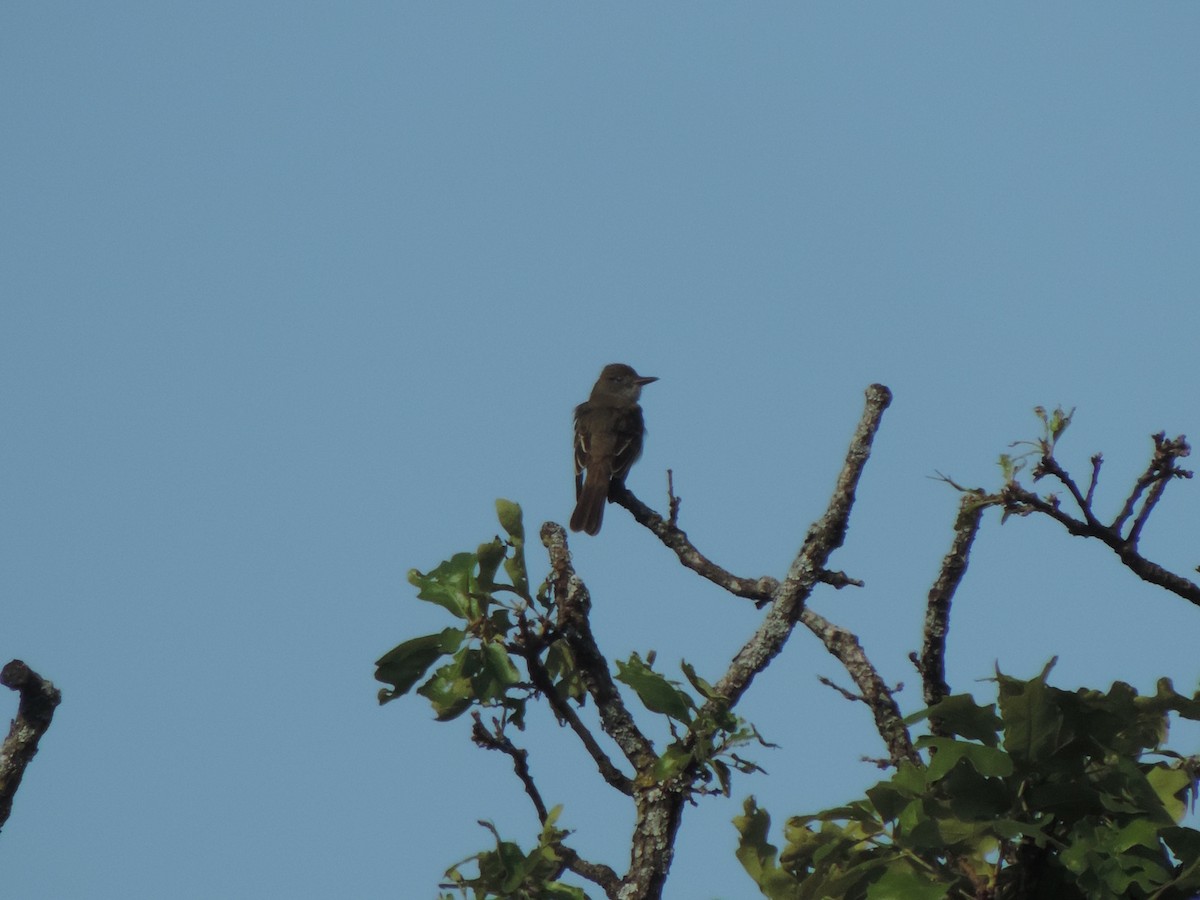 Doğulu Pivi - ML652344169