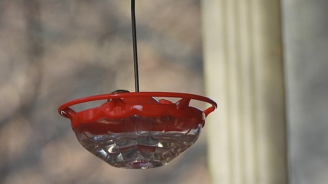 Колібрі-крихітка каліфорнійський - ML652344344