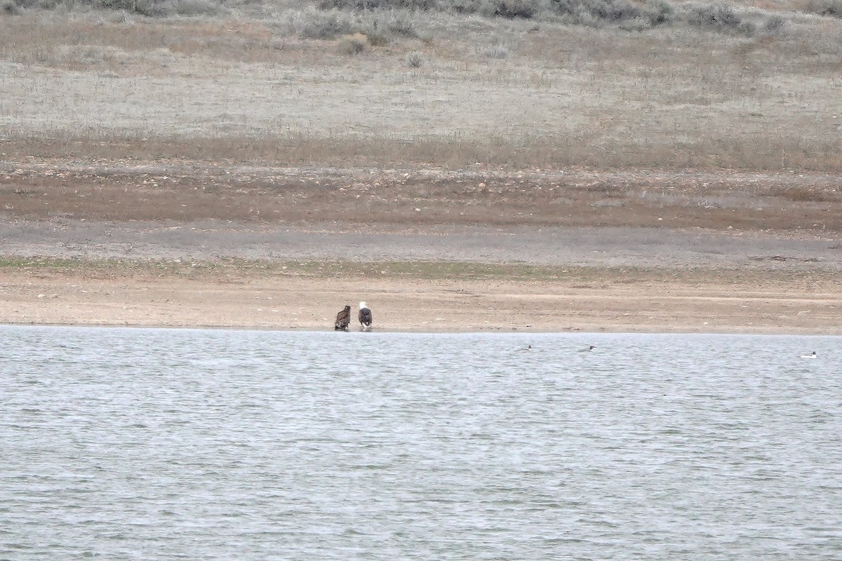 Pygargue à tête blanche - ML652344415