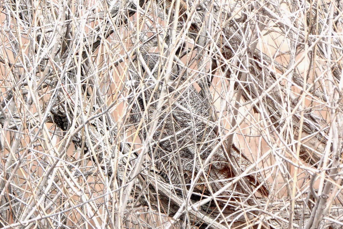 Grand-duc d'Amérique - ML652344450