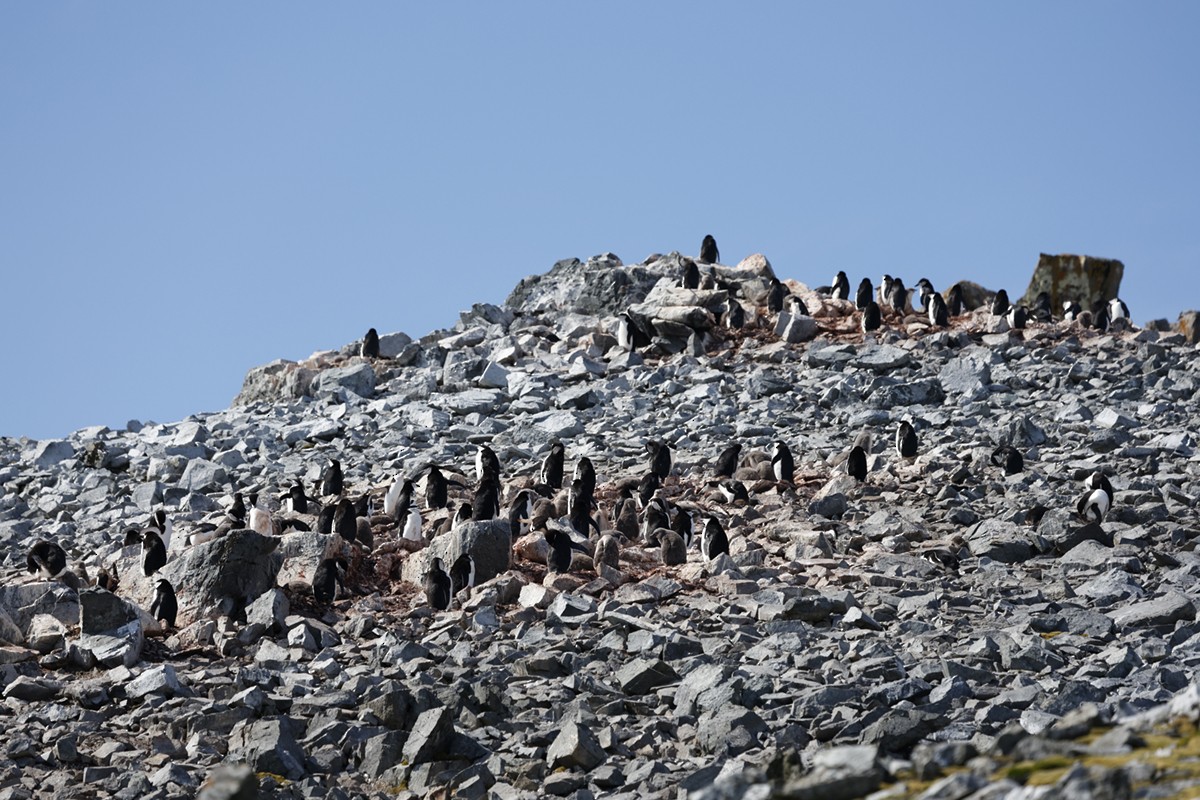 Пінгвін антарктичний - ML652344485