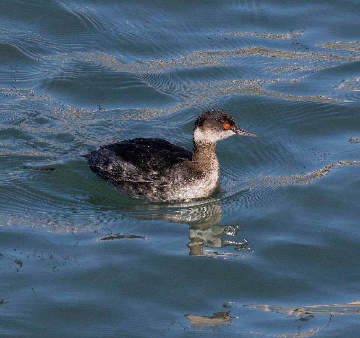 ハジロカイツブリ - ML652344666