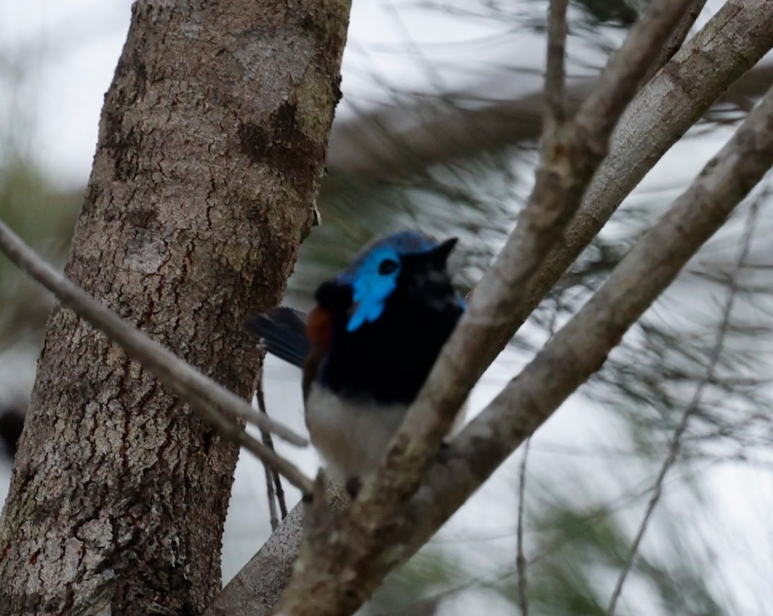 Weißbauch-Staffelschwanz - ML652344827