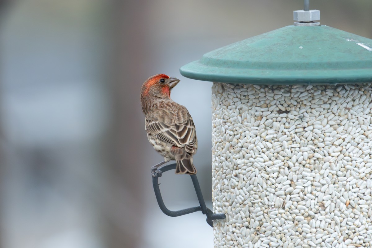 Burugorri arrunta - ML652344902