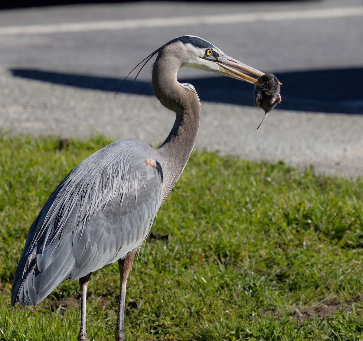 オオアオサギ - ML652344922