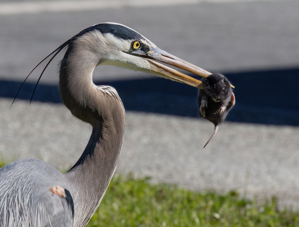 オオアオサギ - ML652344924