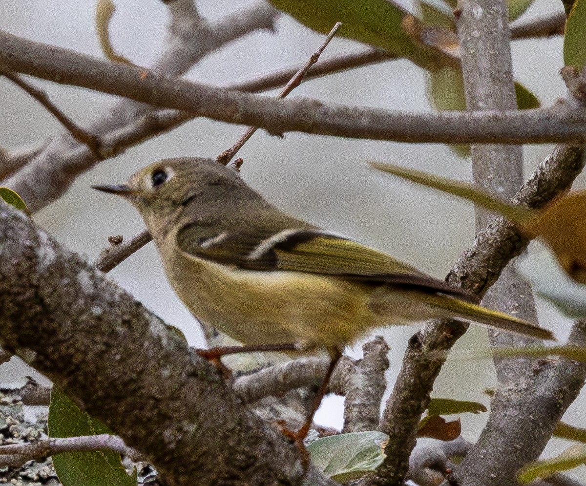 Ruby-crowned Kinglet - ML652345226